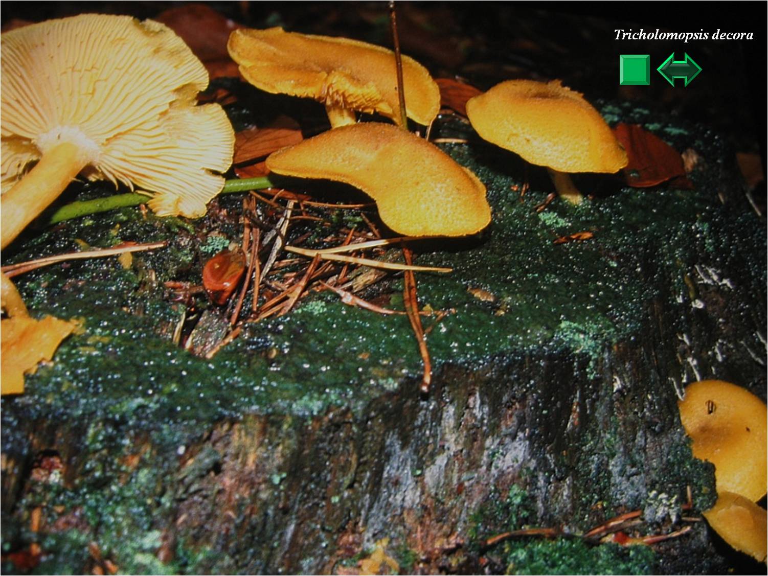 Tricholomopsis decora
