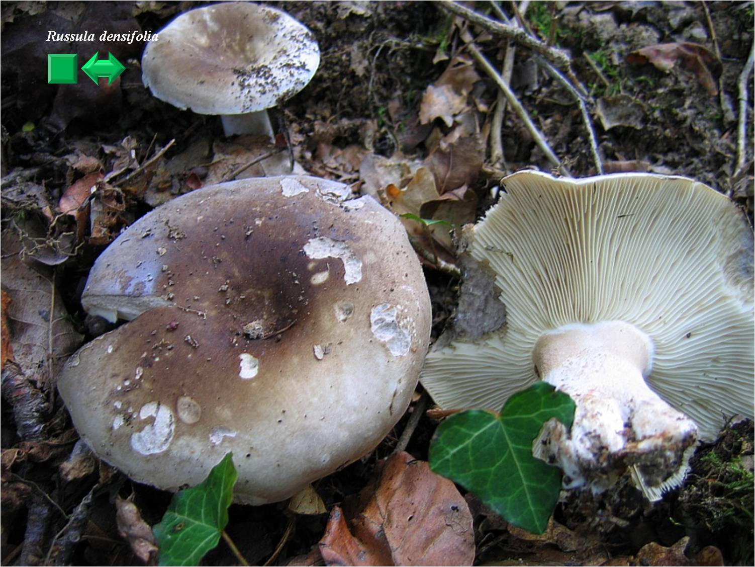 Lepista densifolia