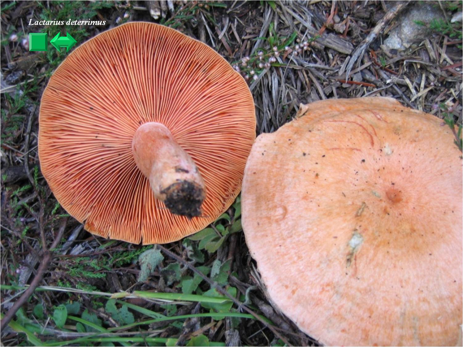Lactarius deterrimus