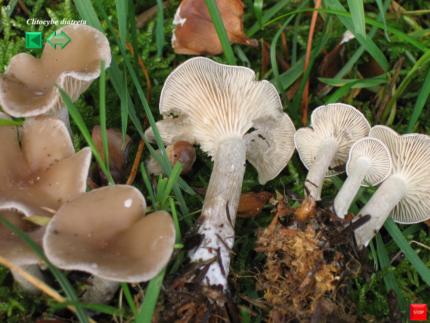 Clitocybe diatreta