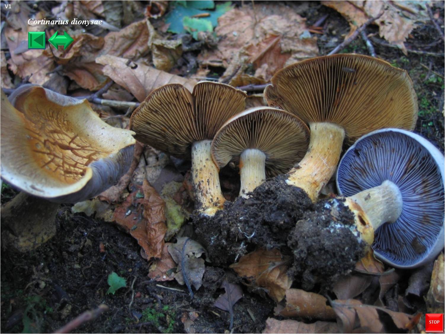 Cortinarius dionysae