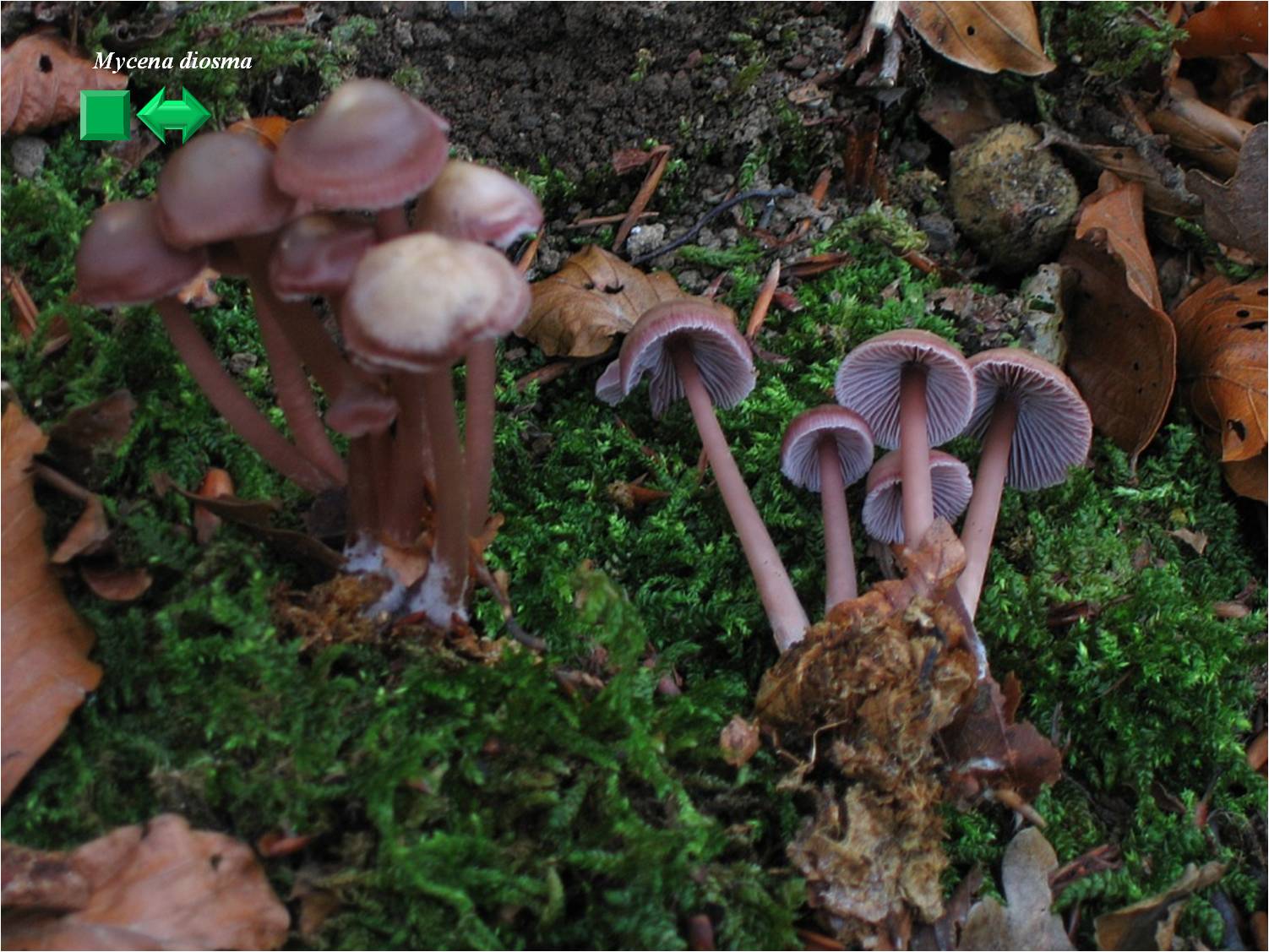 Mycena diosma