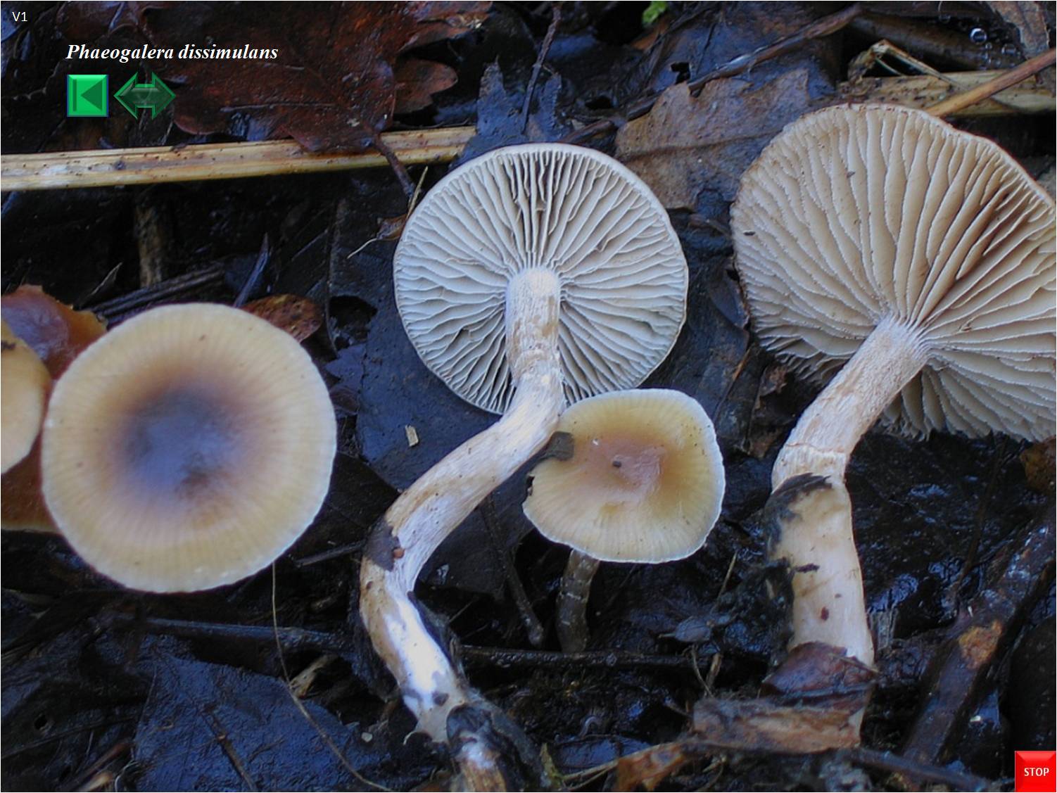 Phaeogalera dissimulans