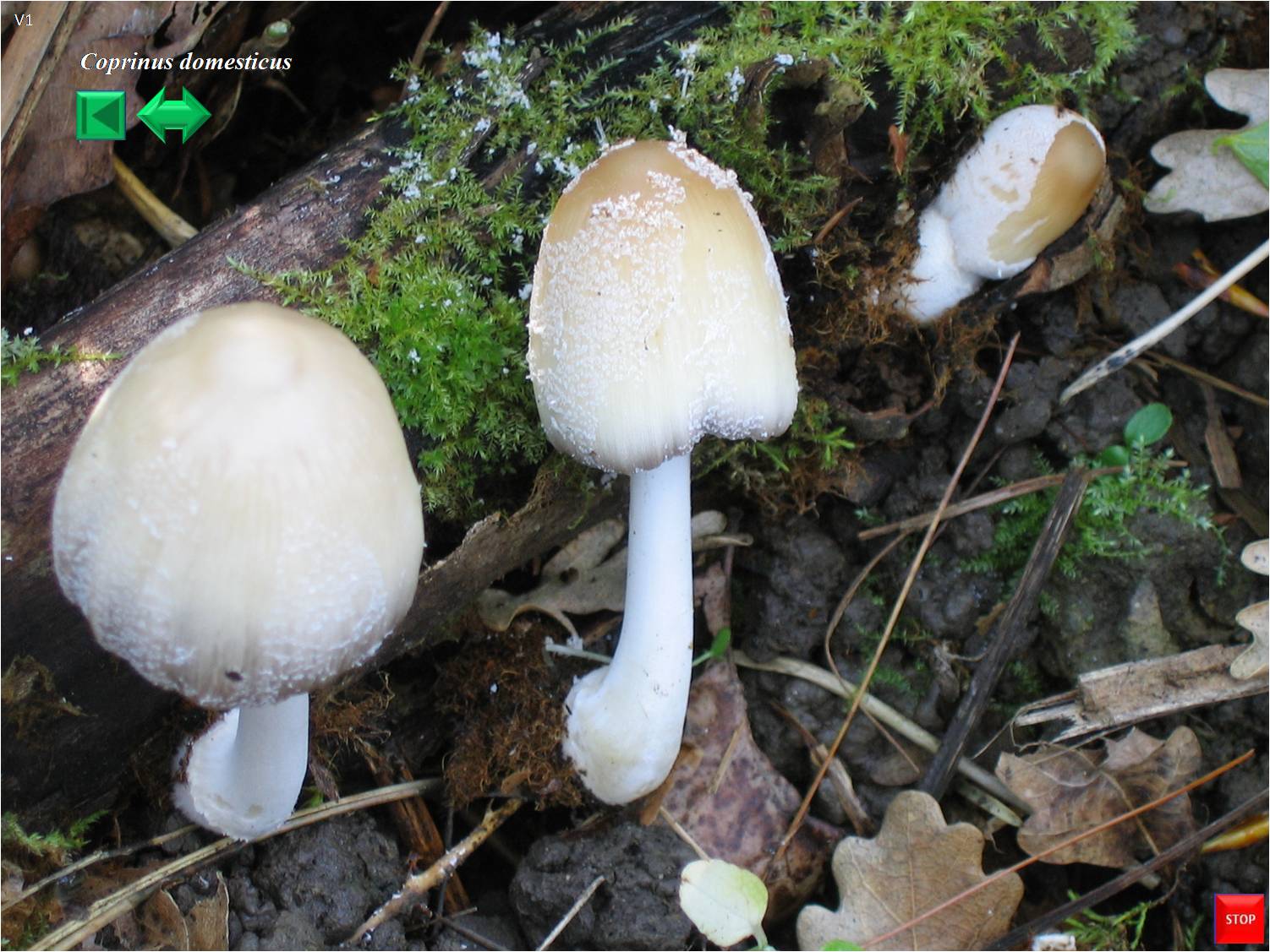 Coprinus domesticus