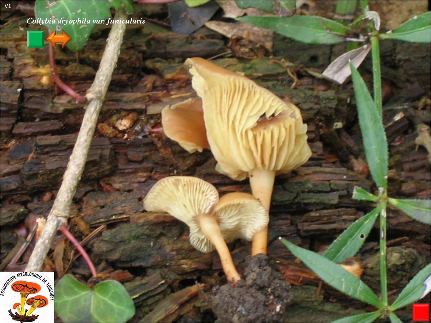 Collybia dryophila var. funicularis