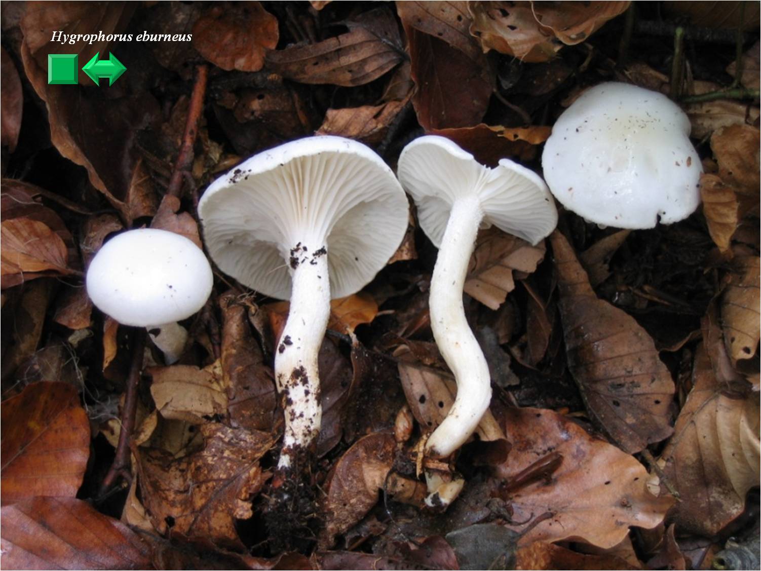Hygrophorus eburneus