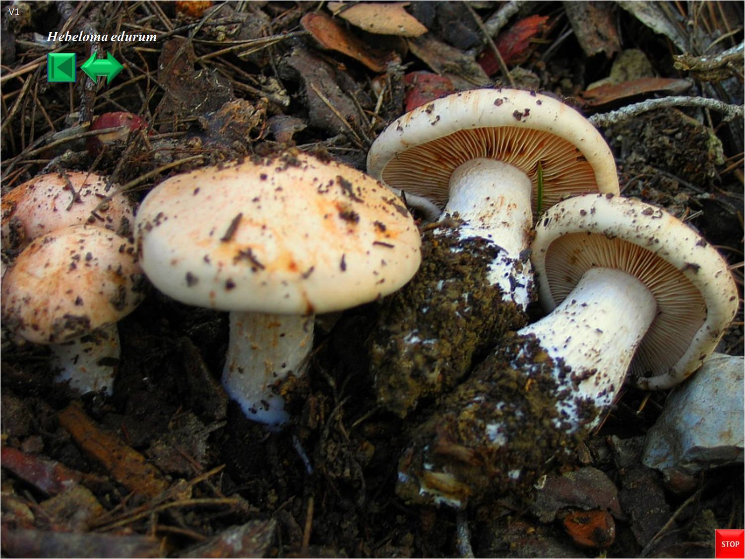 Hebeloma edurum