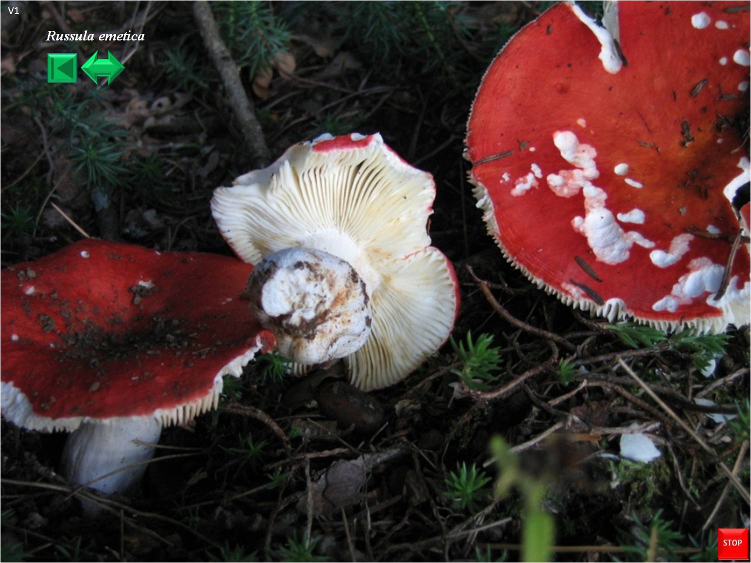 Russula emetica