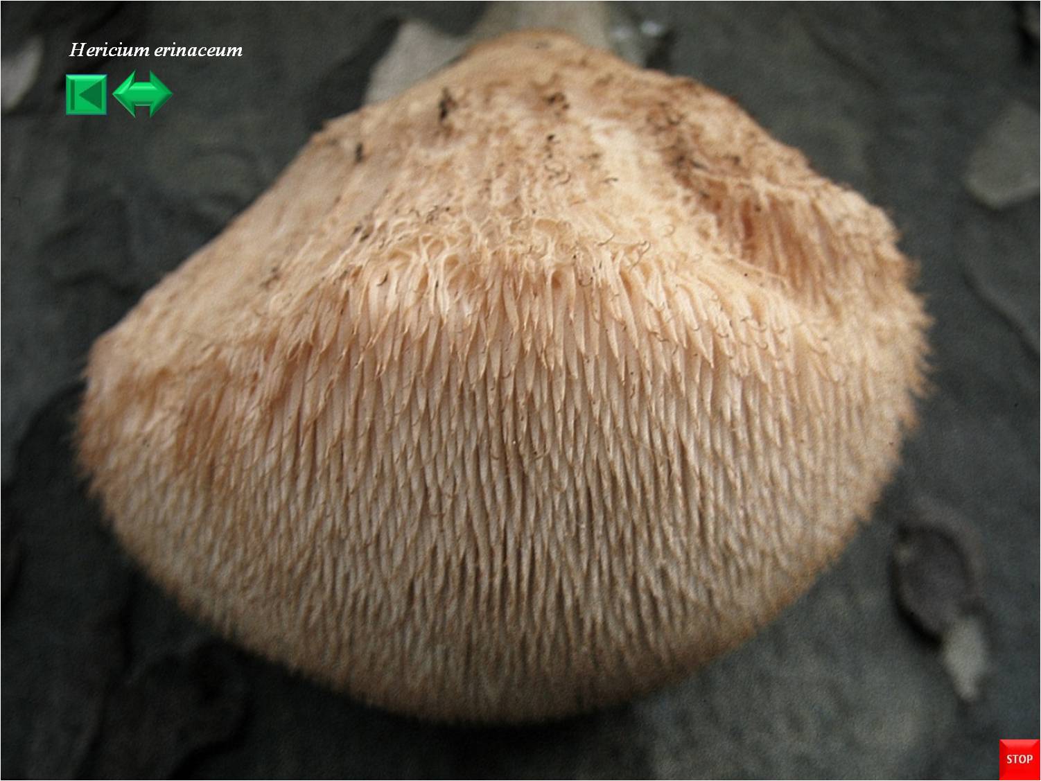 Hericium clathroides