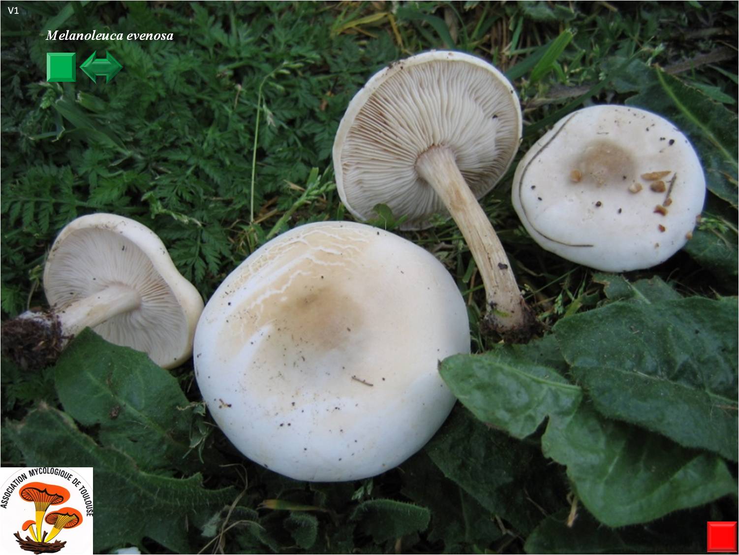 Melanoleuca evenosa