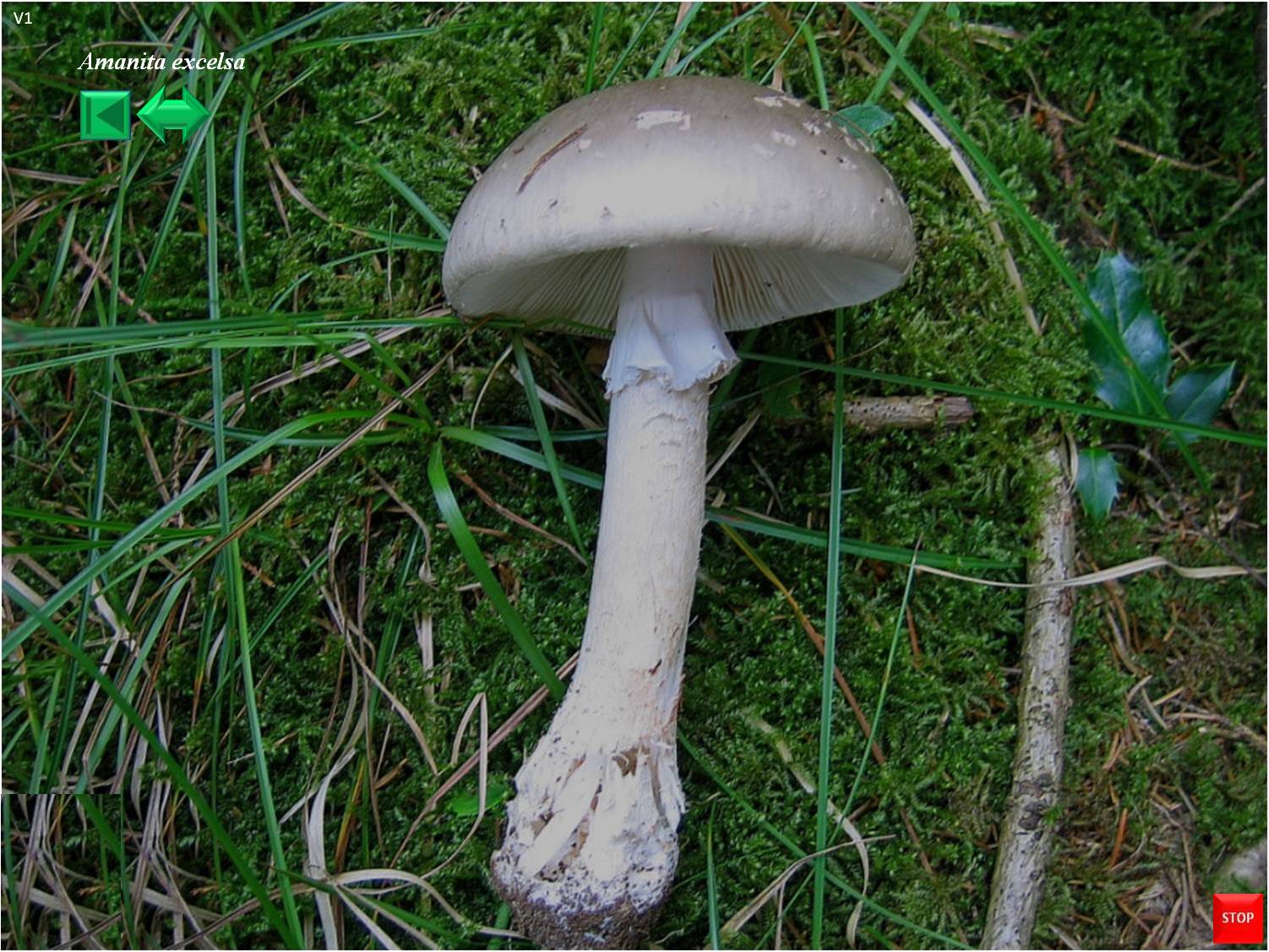Amanita excelsa