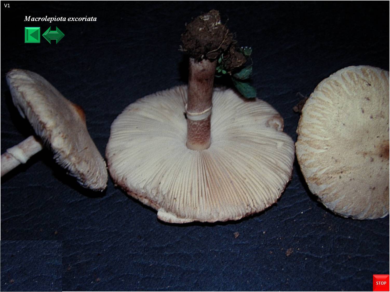 Macrolepiota excoriata