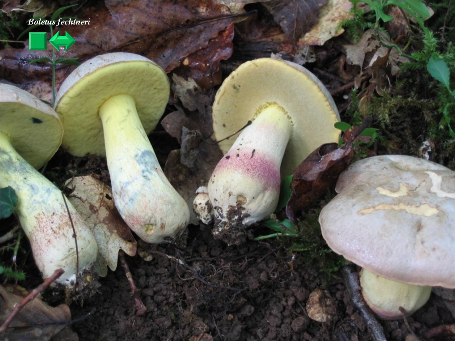 Boletus fechtneri