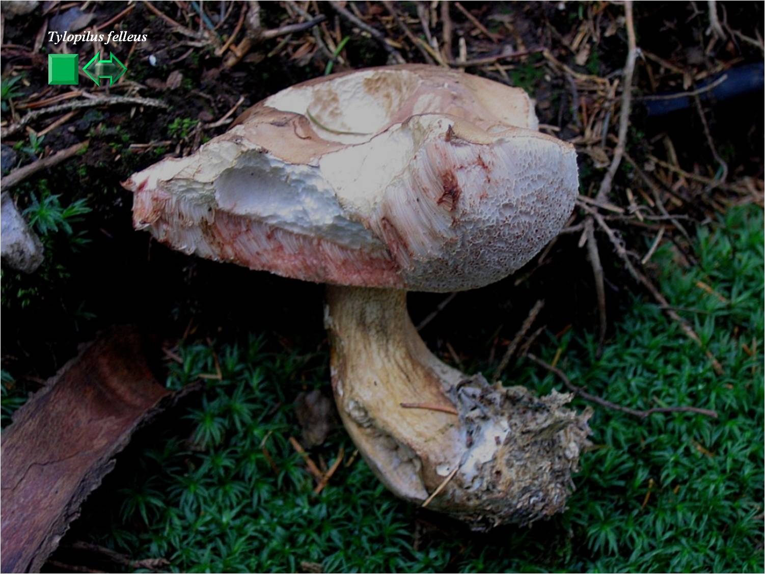 Tylopilus felleus