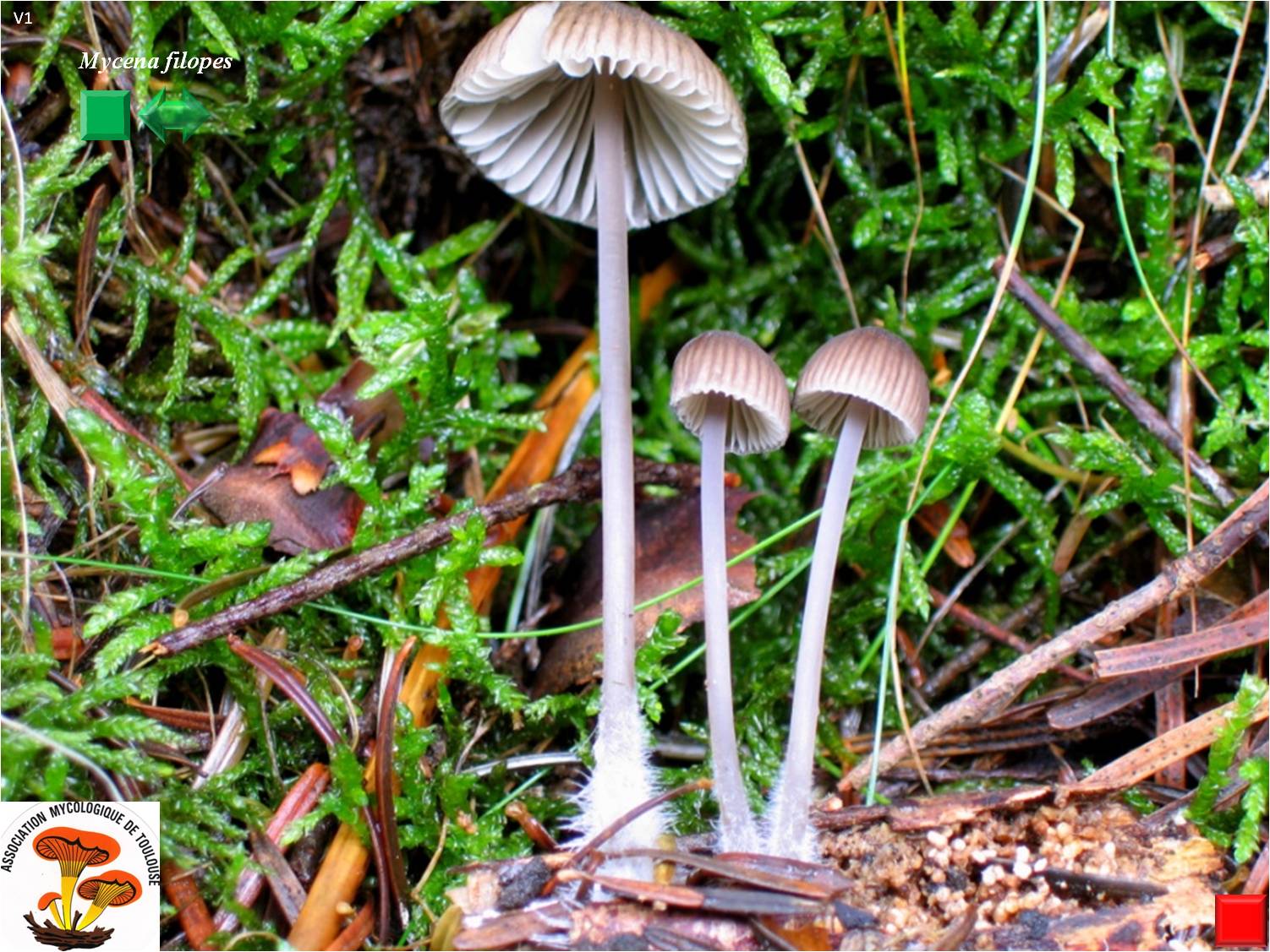 Mycena filopes
