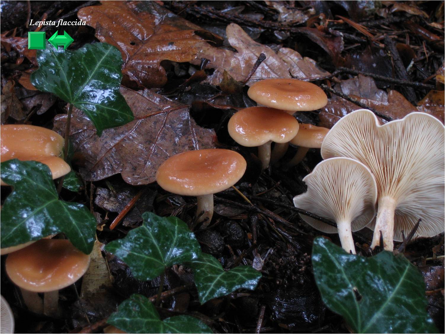 Lepista flaccida