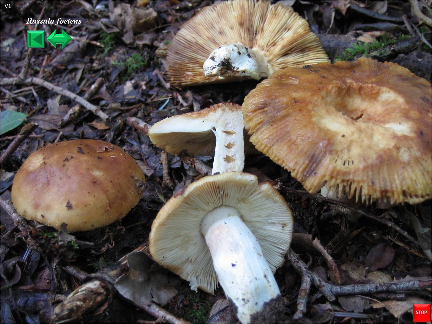 Russula foetens