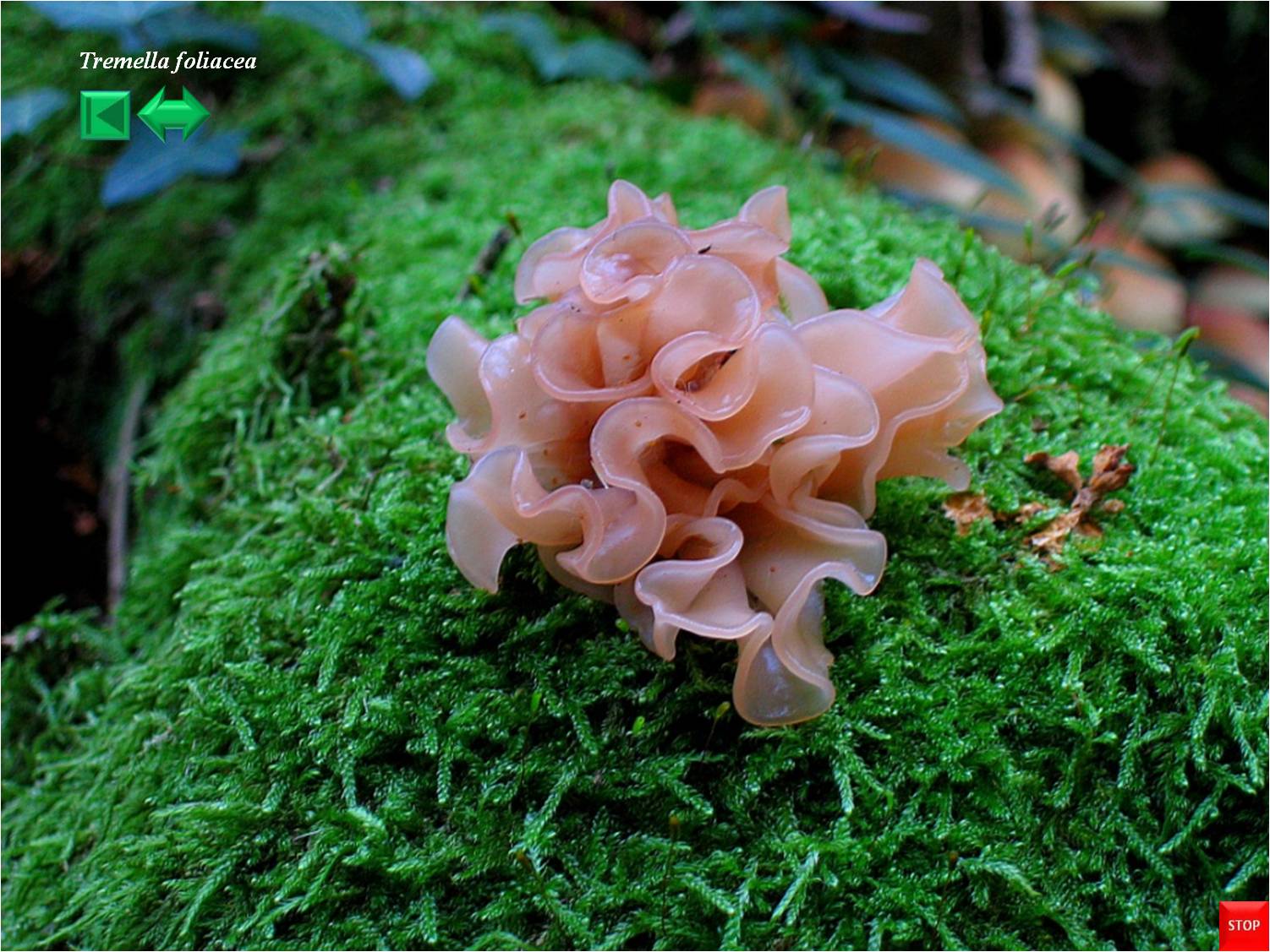 Tremella foliacea