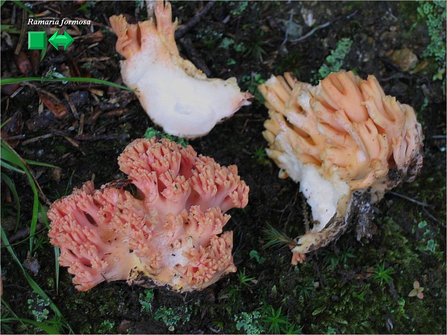 Ramaria botrytis