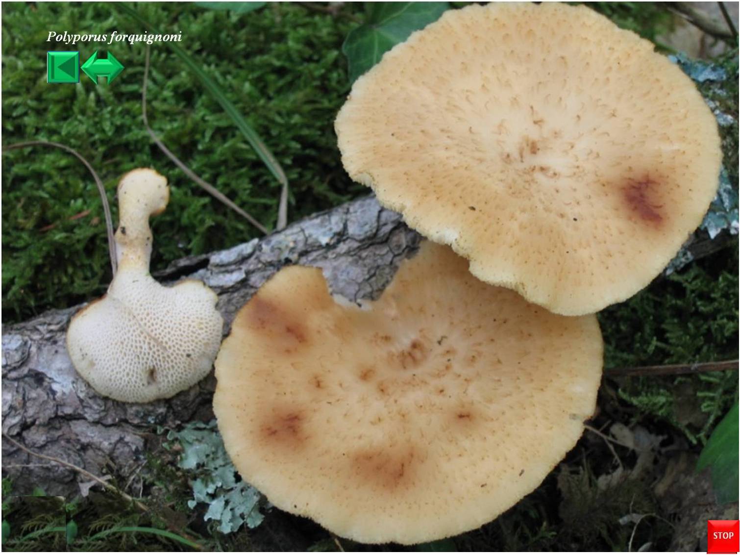 Polyporus forquignoni
