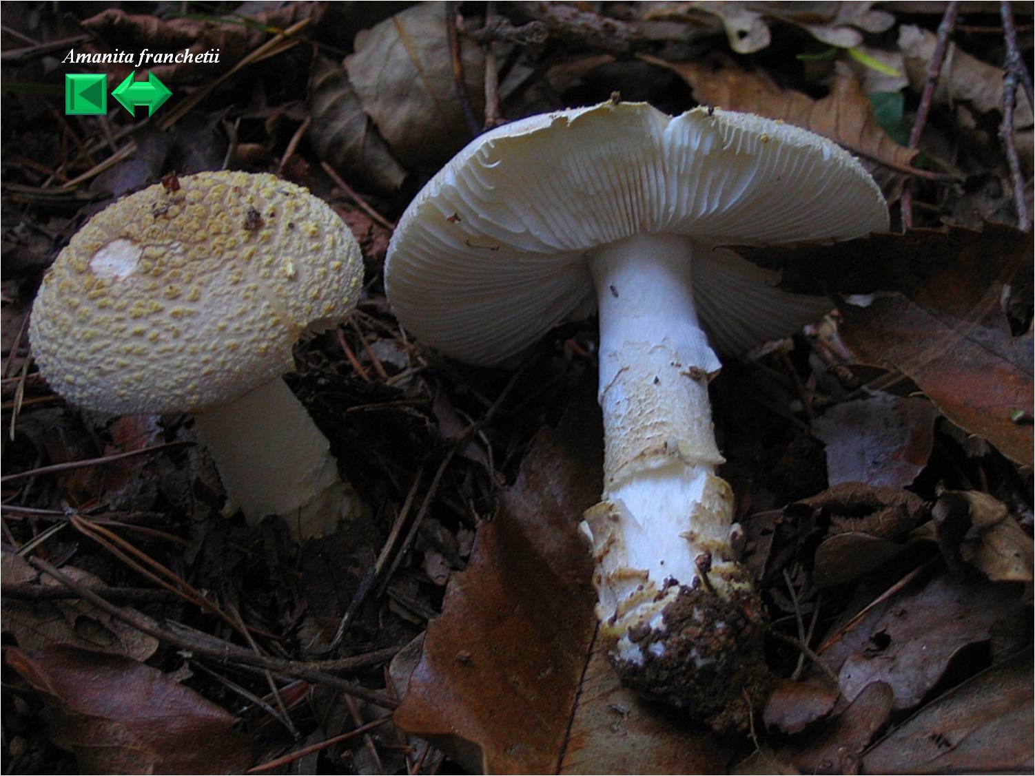Amanita franchetii