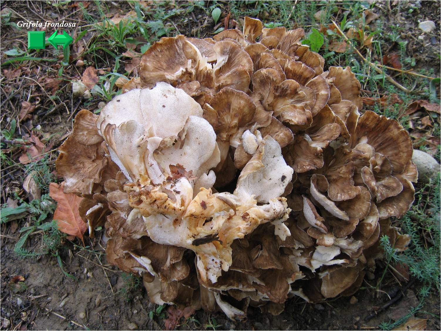 Grifola frondosa