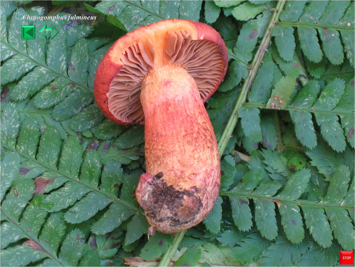 Chroogomphus fulmineus