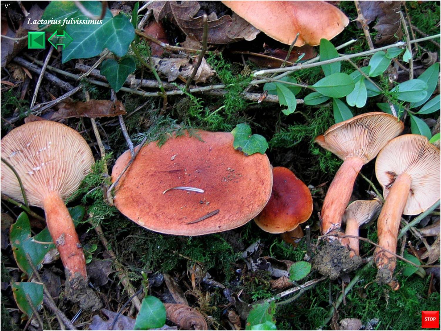 Lactarius fulvissimus