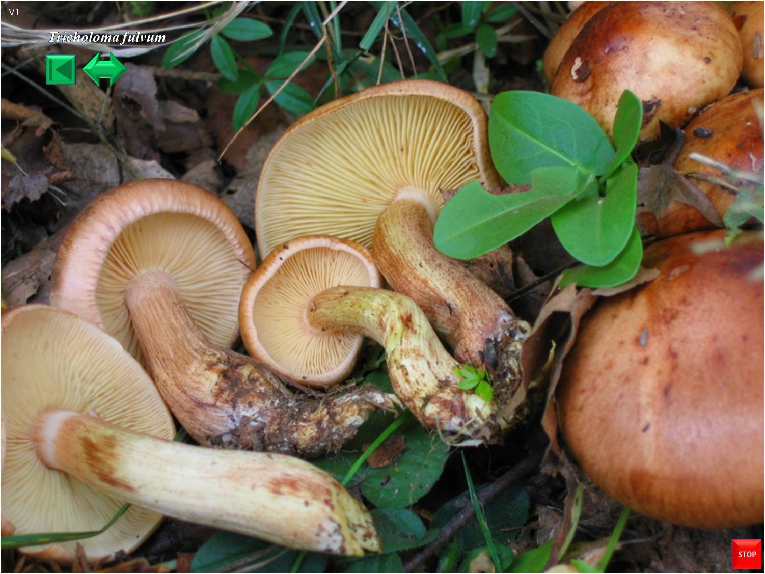 Tricholoma fulvum