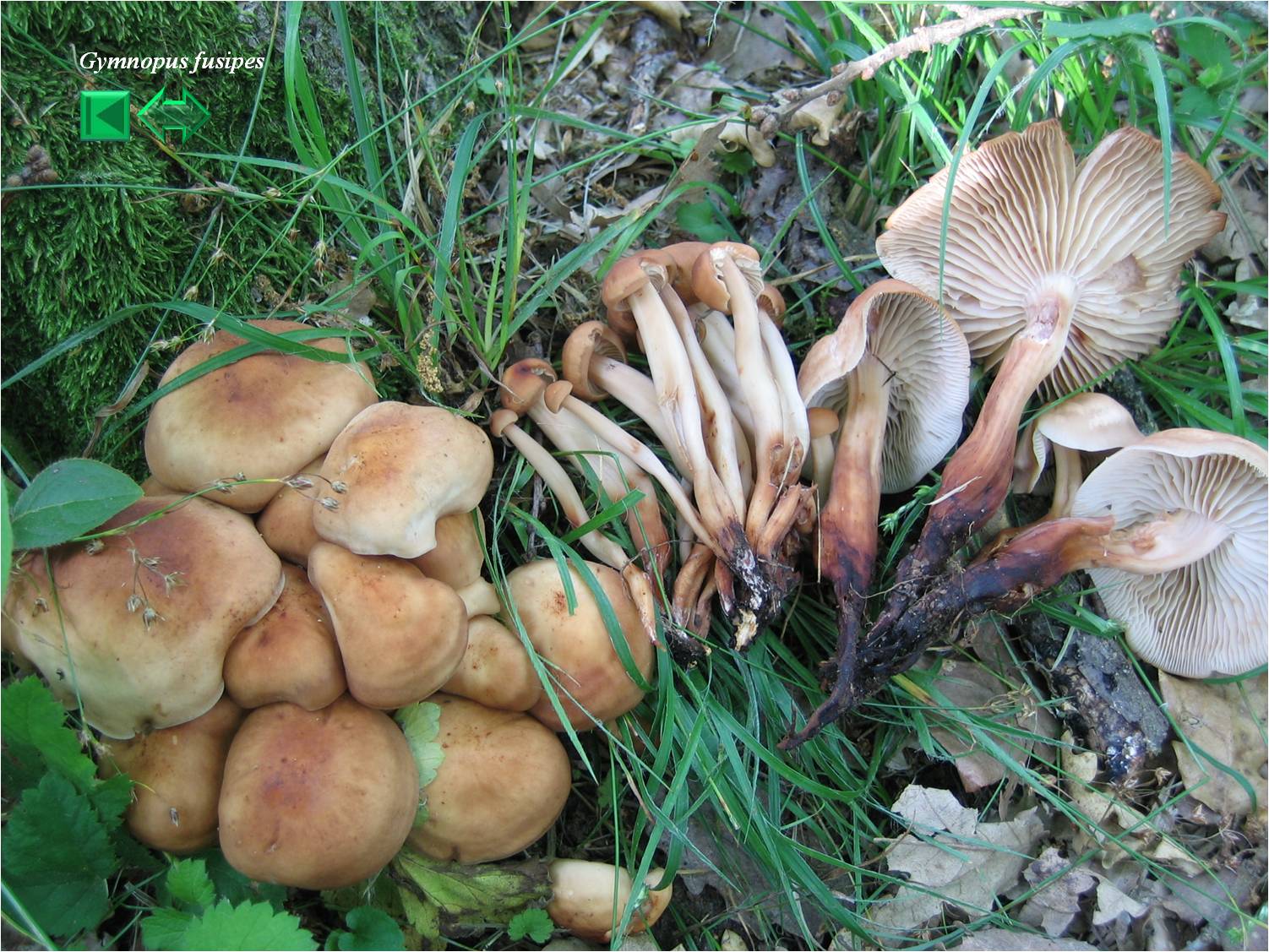 Collybia fusipes