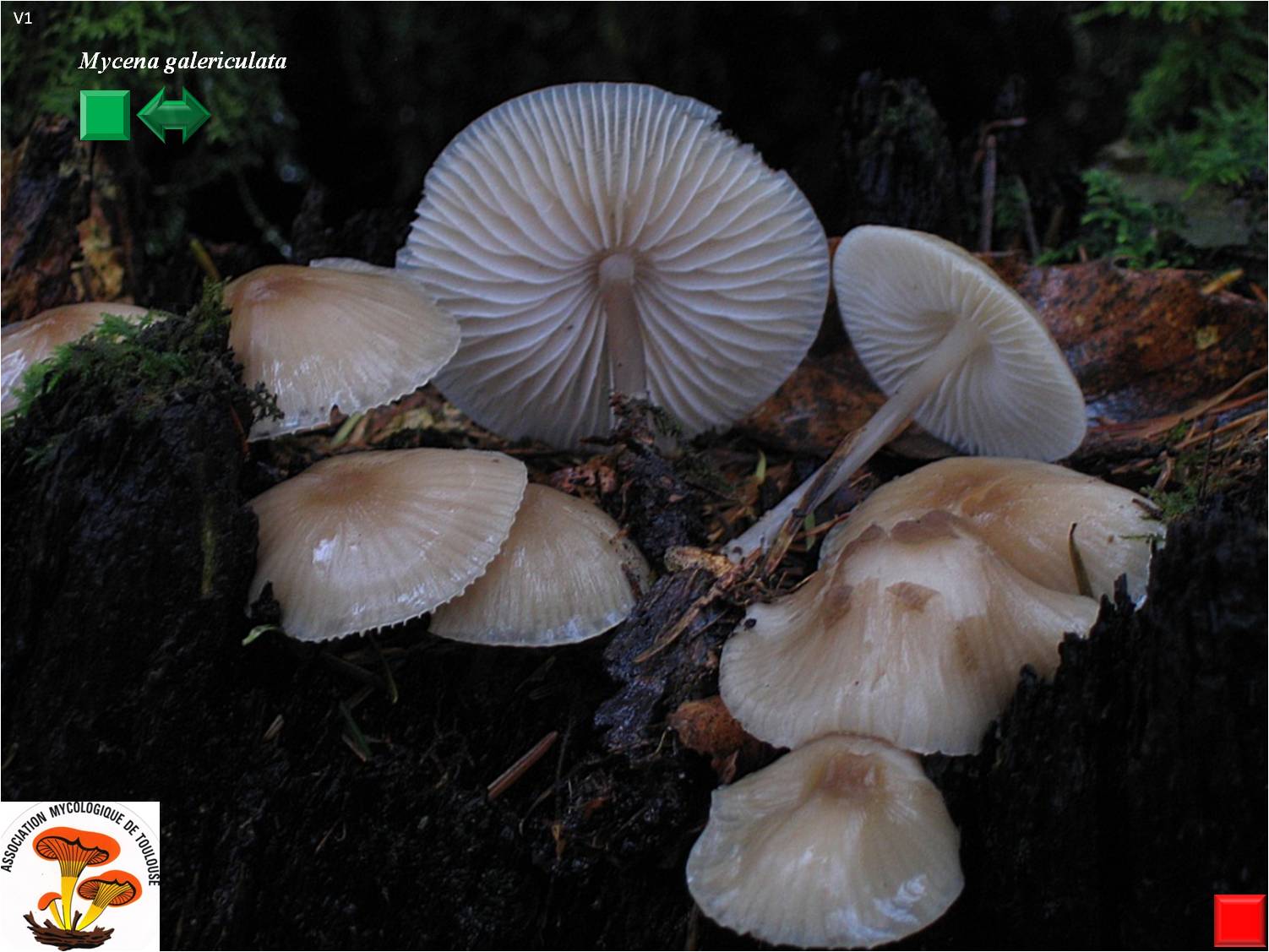 Mycena galericulata