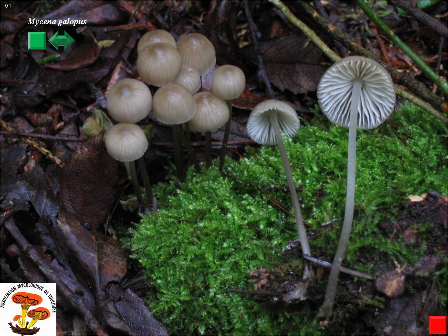 Mycena galopus