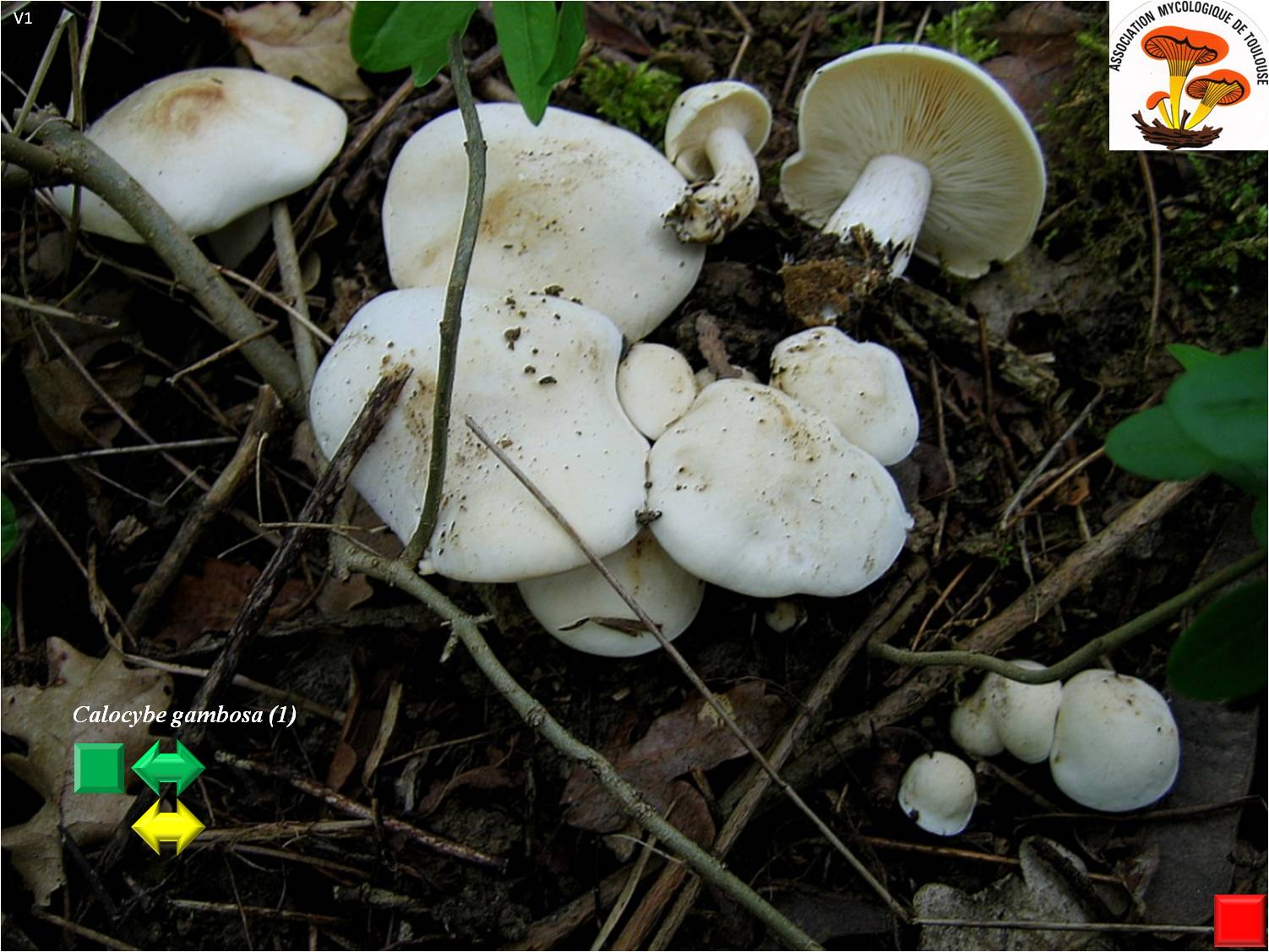 Calocybe gambosa