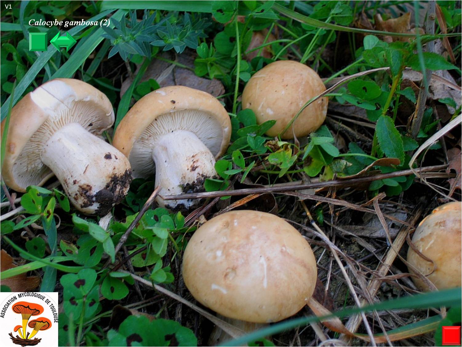 Calocybe gambosa