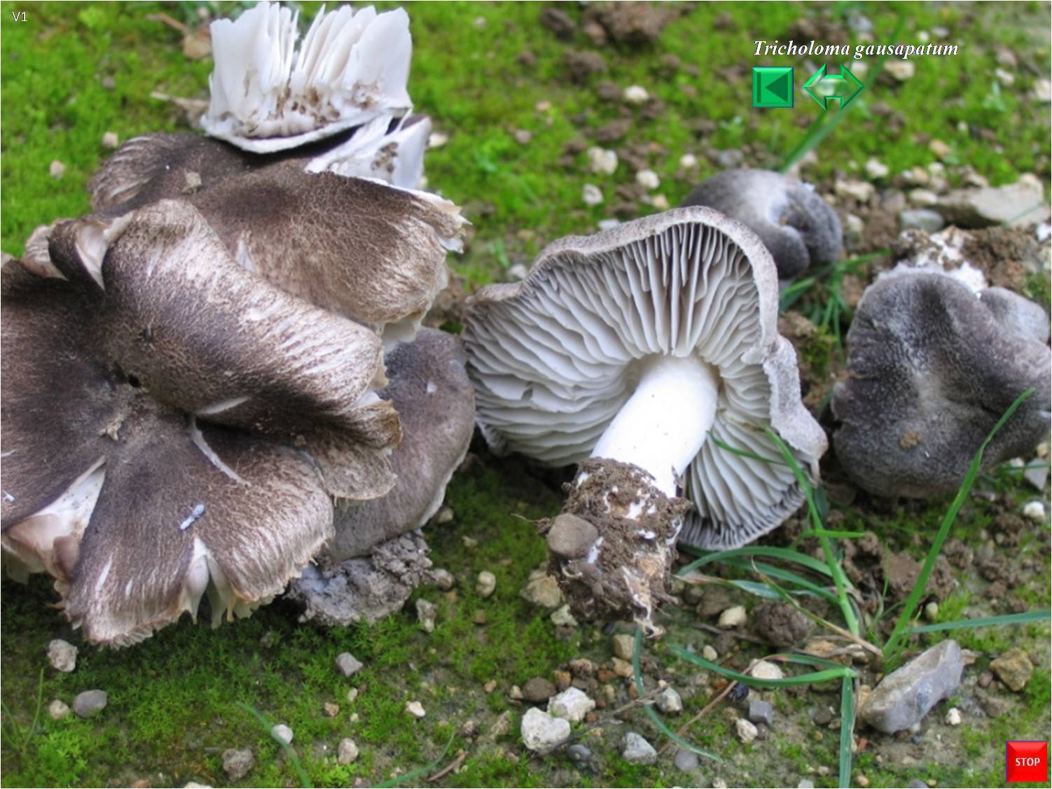 Stereum gausapatum
