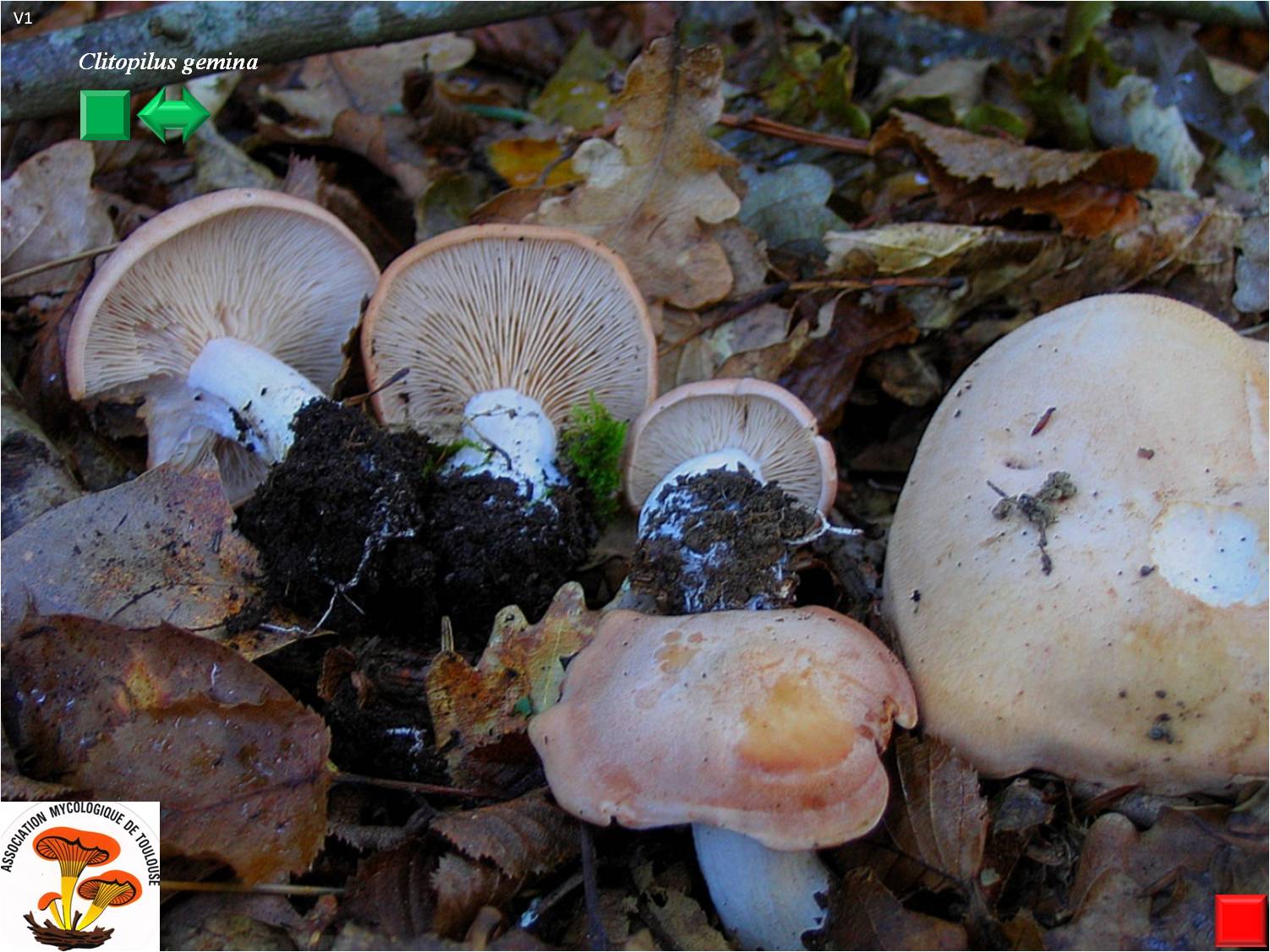Rhodocybe gemina