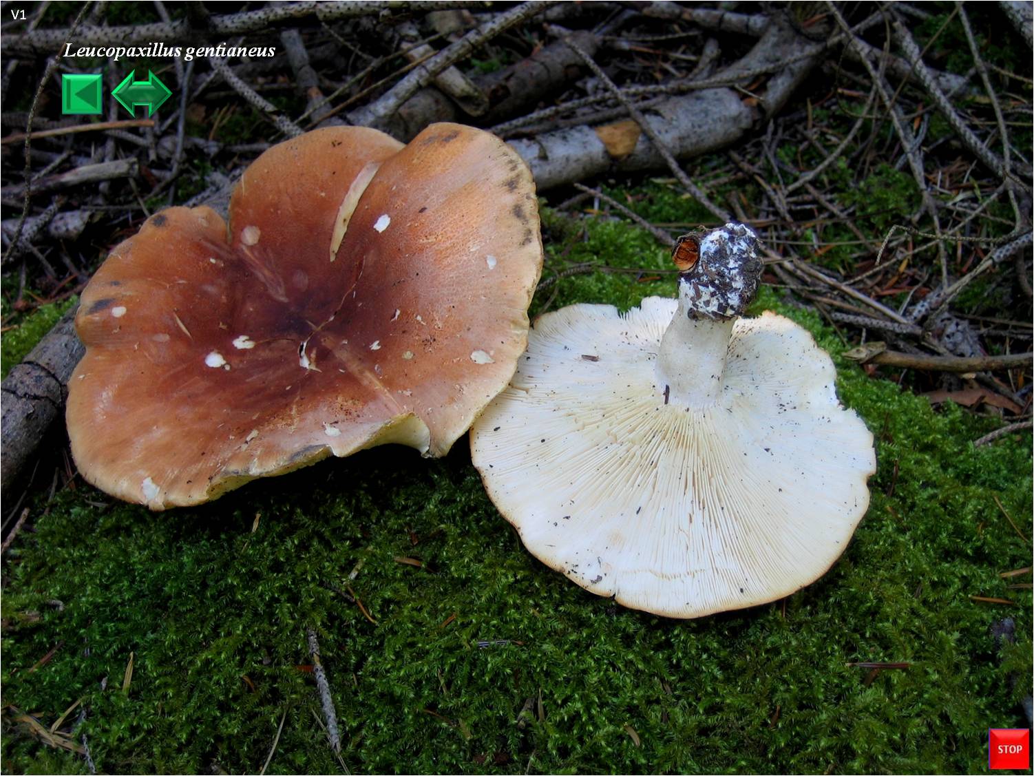 Leucopaxillus amarus