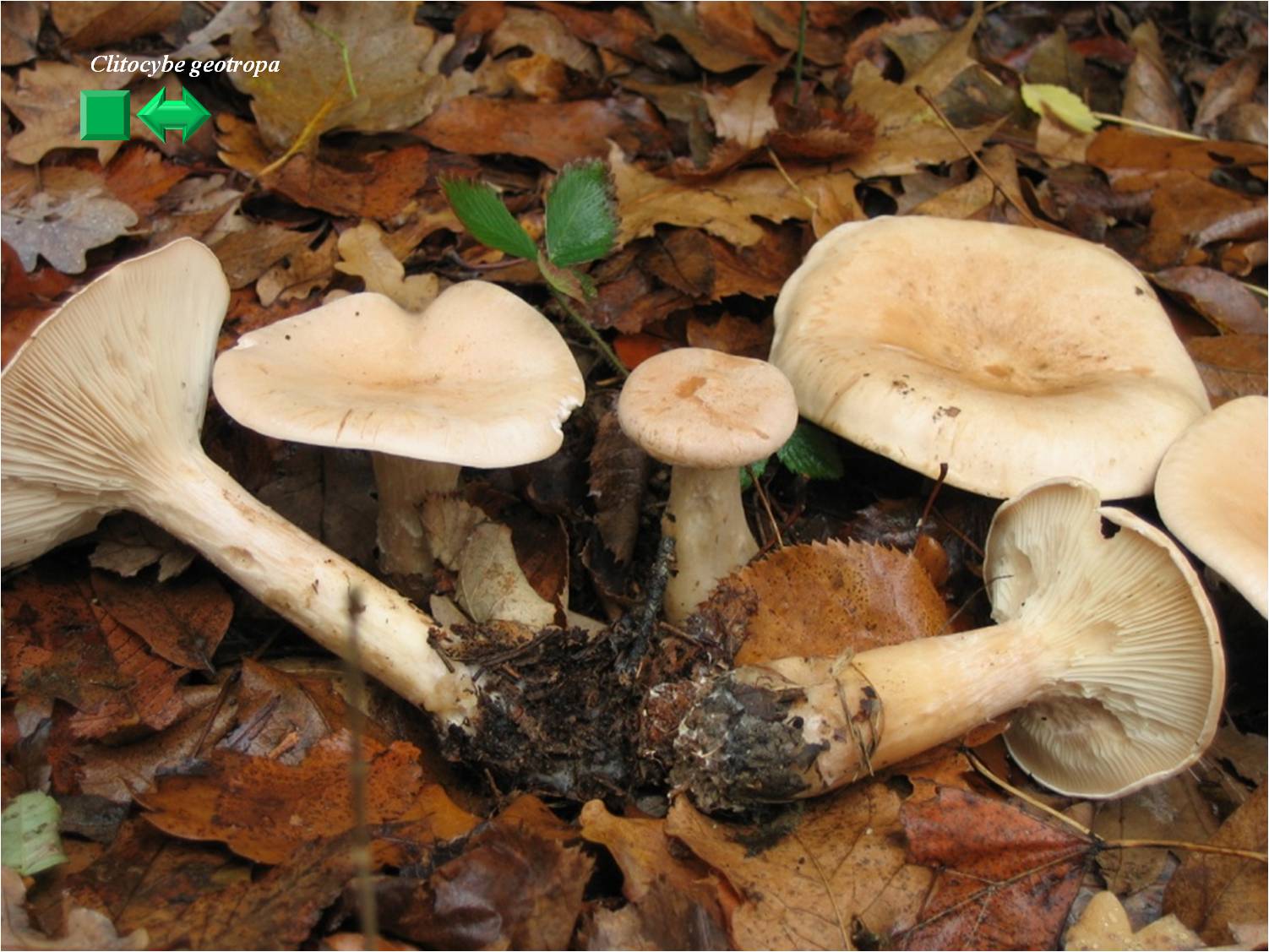 Infundibulicybe gigas