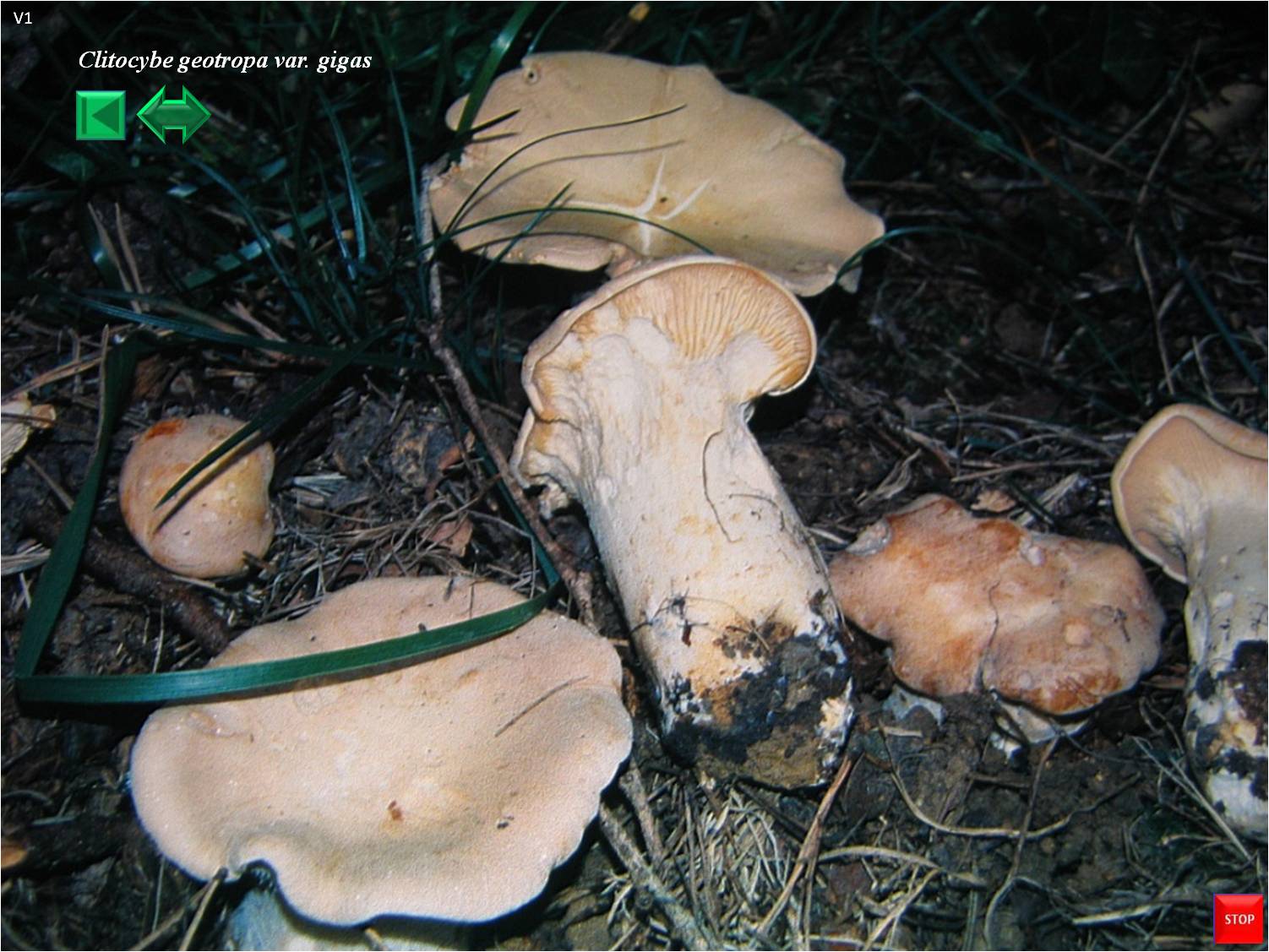 Clitocybe geotropa var. gigas