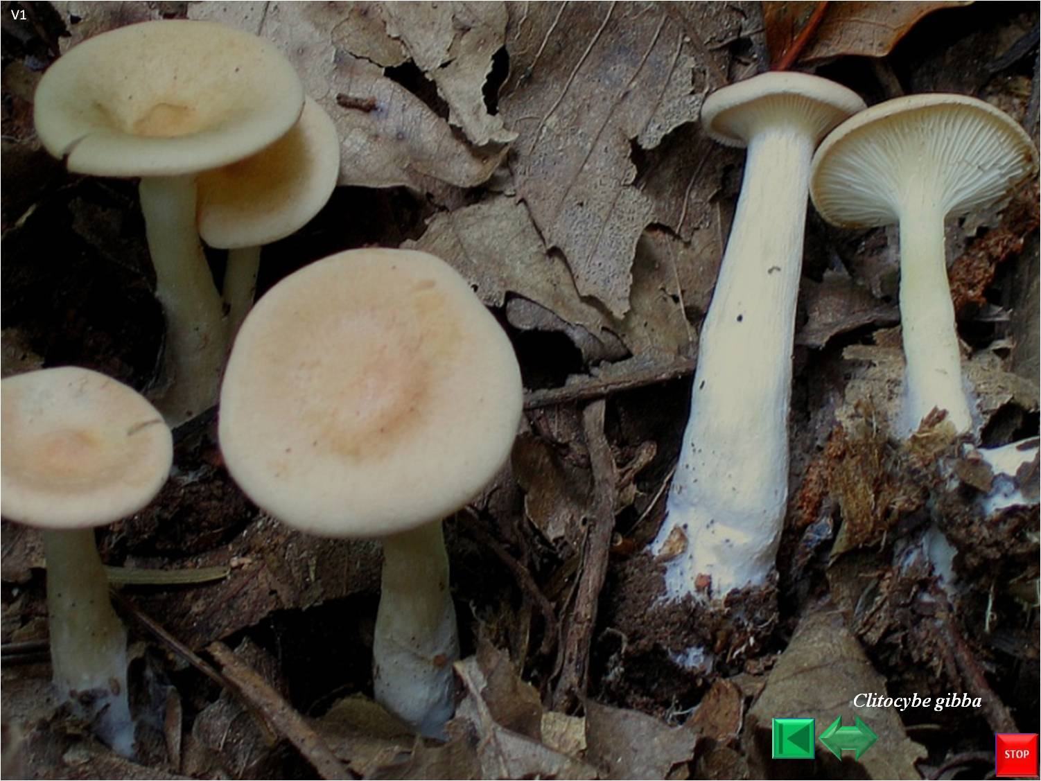 Clitocybe gibba