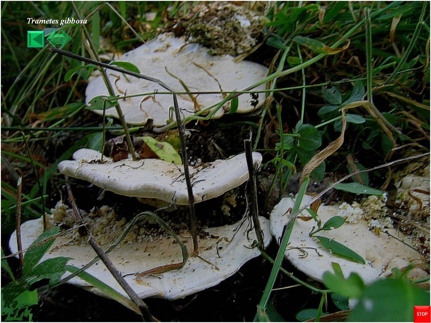 Trametes gibbosa
