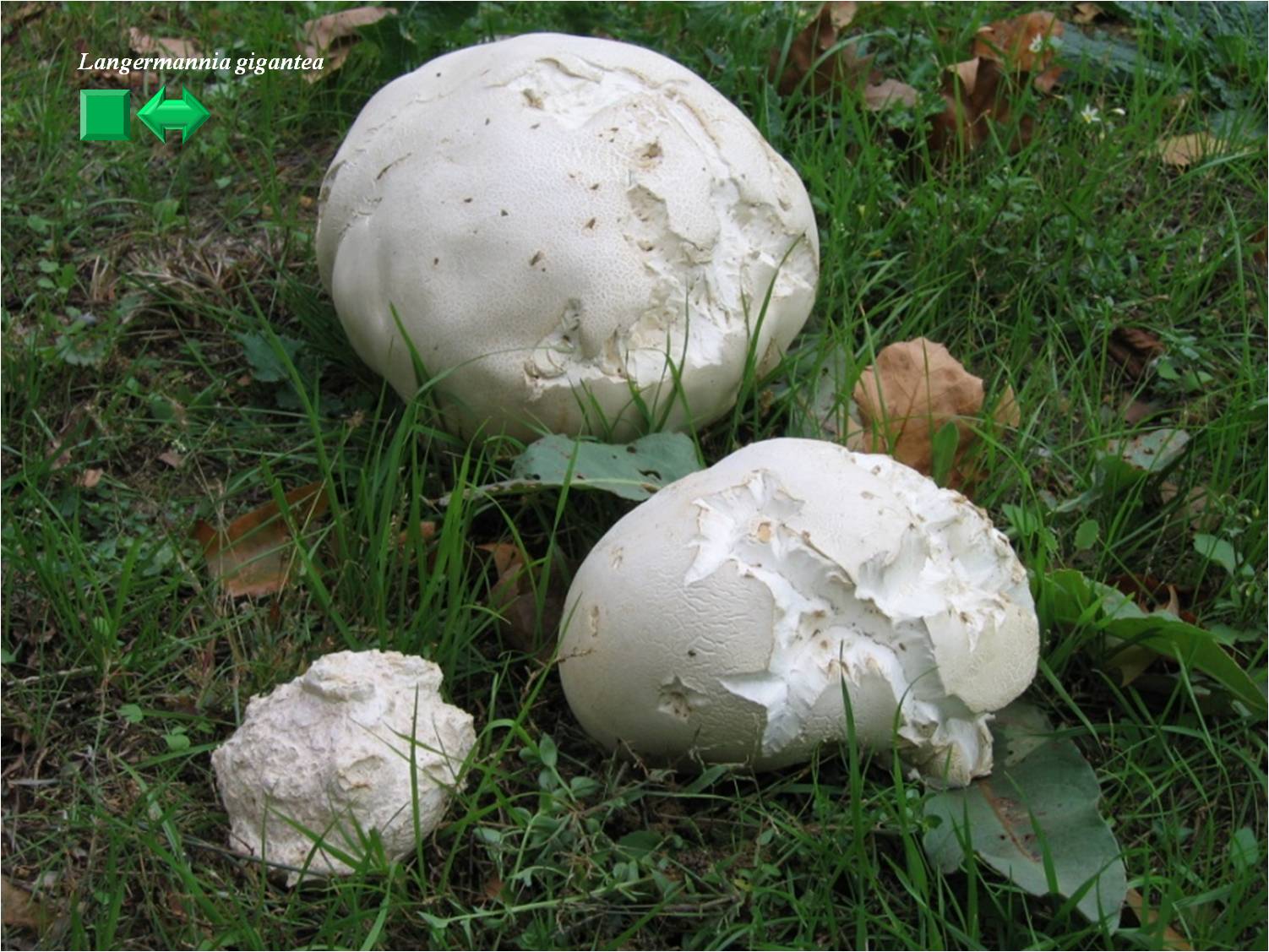 Langermannia gigantea