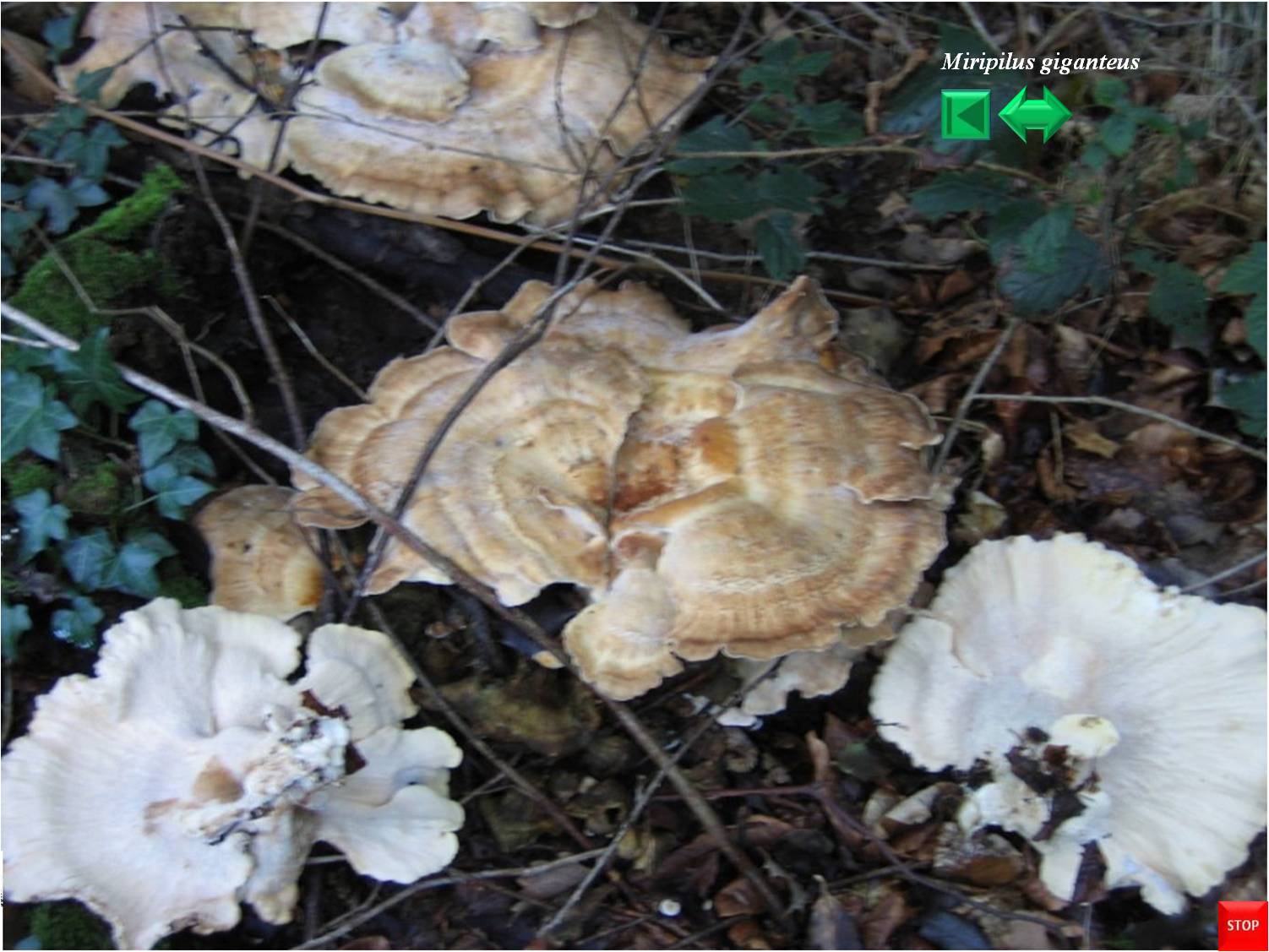 Leucopaxillus giganteus