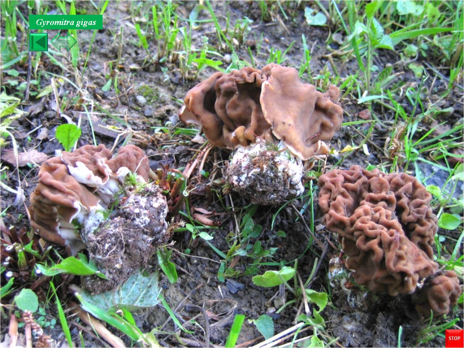 Gyromitra gigas