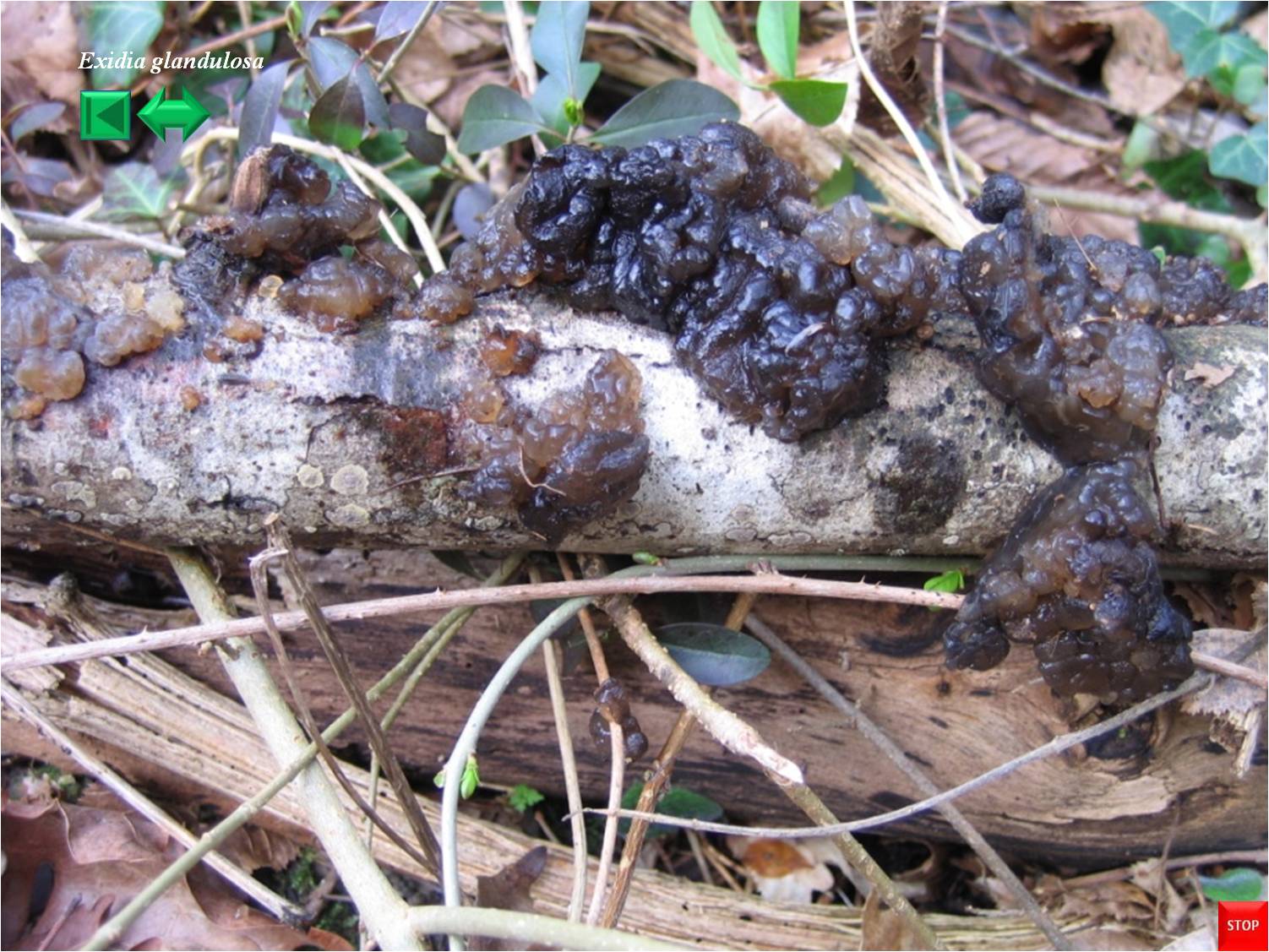 Exidia glandulosa