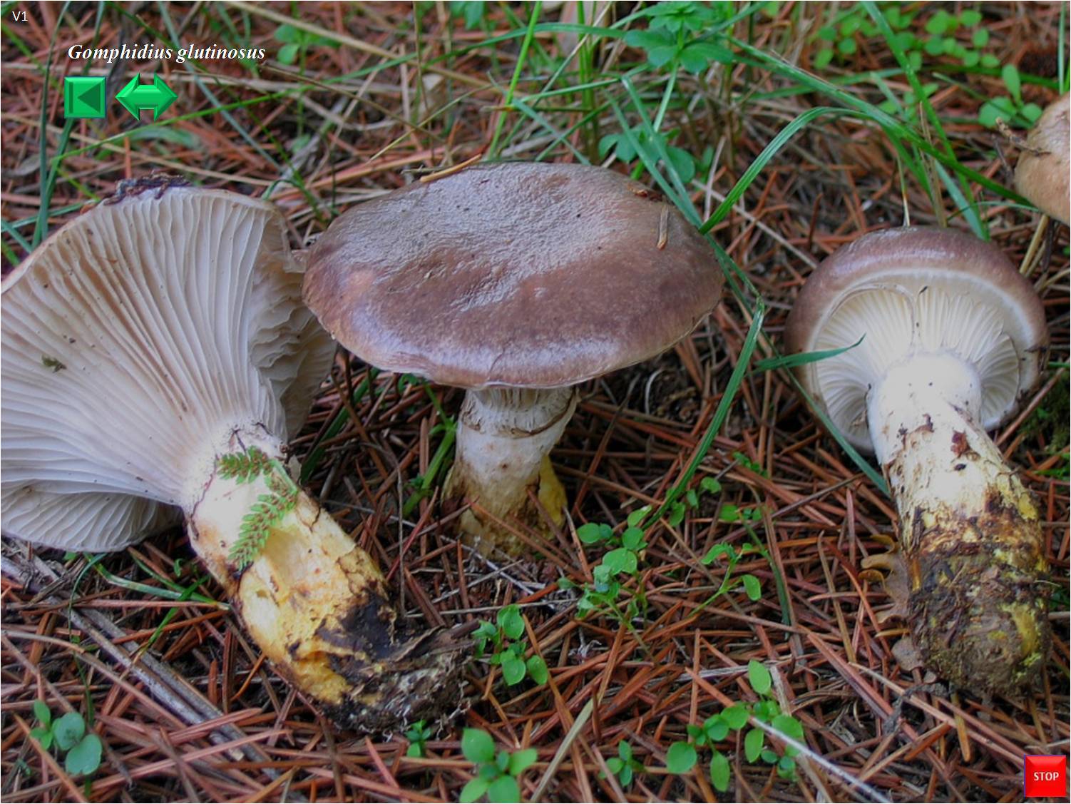 Gomphidius glutinosus