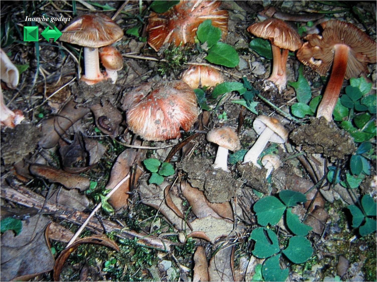 Inocybe bongardii