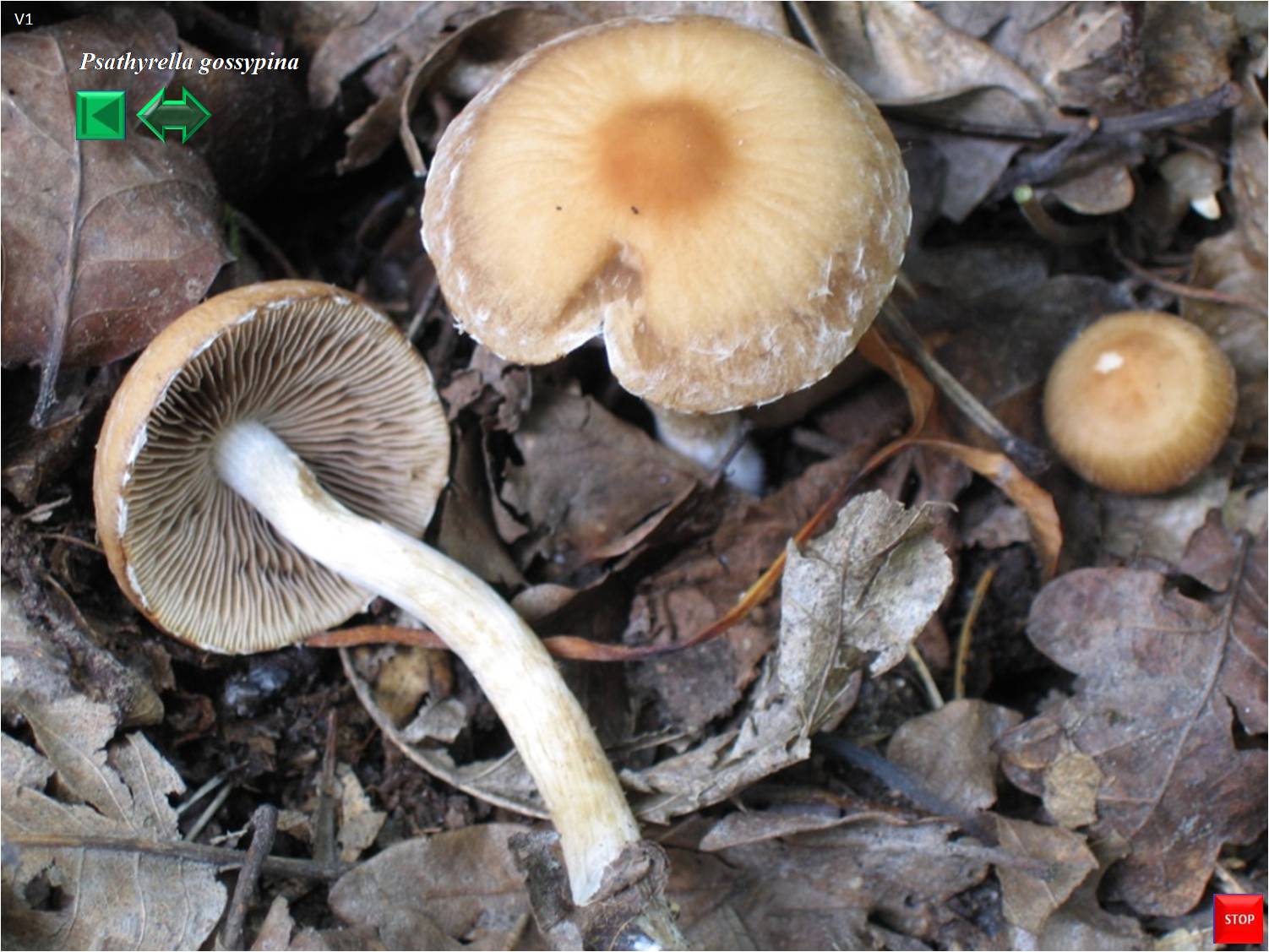 Psathyrella gossypina