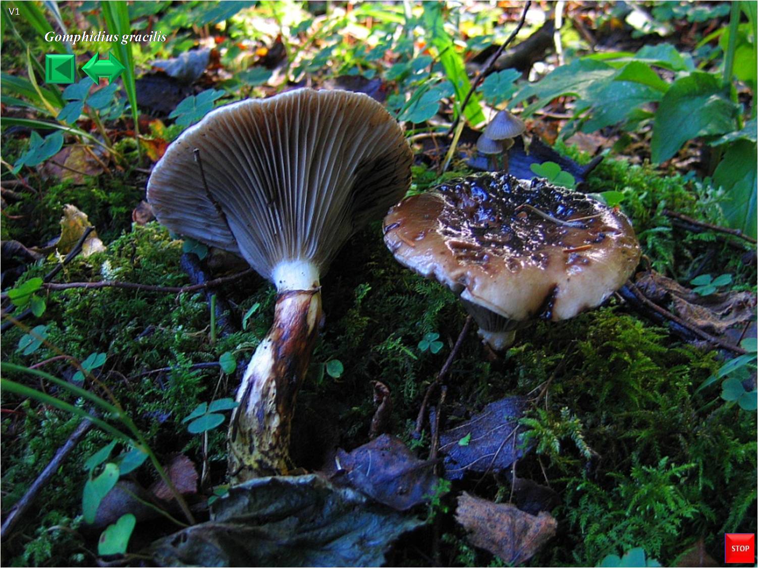 Cordyceps militaris