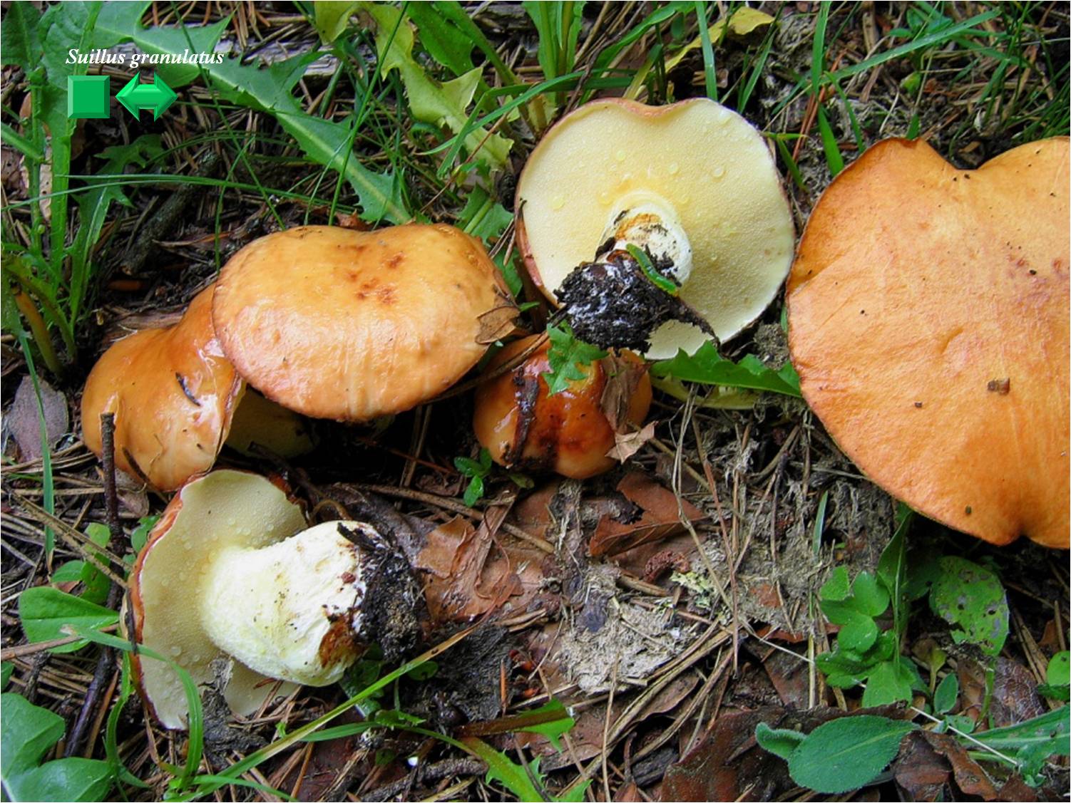 Suillus collinitus